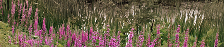 Purple loosestrife